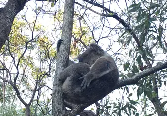 wild koala