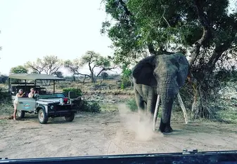 Elephant with game drive vehicle