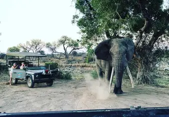 Elephant with game drive vehicle