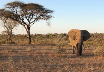 Elephant on game drive