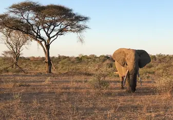Elephant on game drive