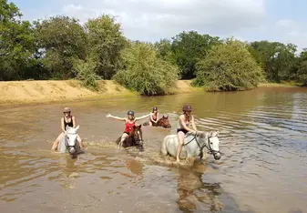 Swimming with the horses