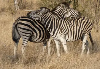 Cuddling zebras