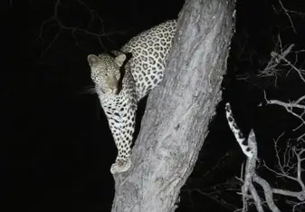 Amazing leopard sighting