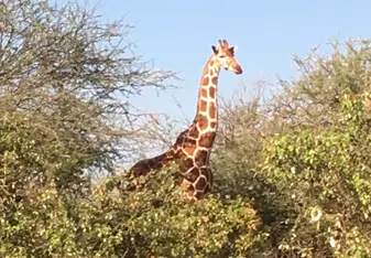 A wild giraffe towers above the trees