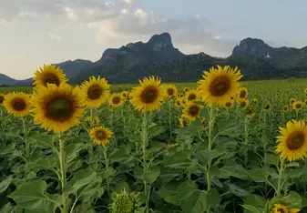 Sunflower fields in Lopburi