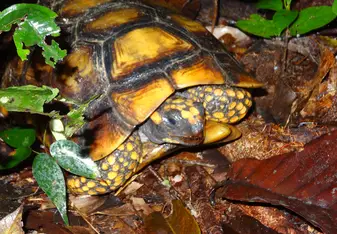 Turtle