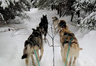 Husky ranch Canada