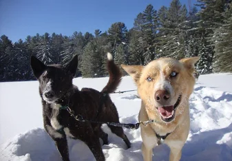 Husky ranch Canada