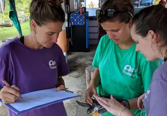 Staff and volunteers taking turtle morphology data at the local conservation centre.