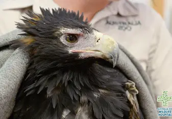 eagle