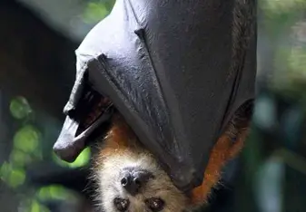 bat