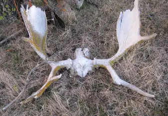 Moose