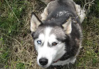 Husky