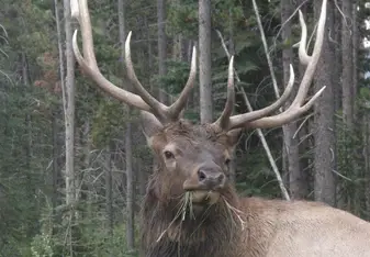 Elk