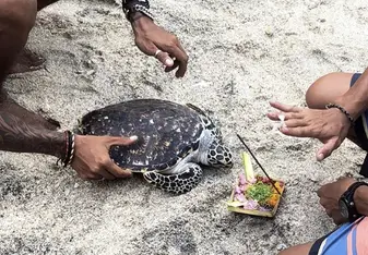 Turtle Release