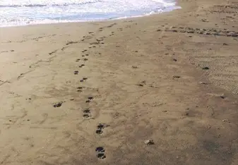 Jag Tracks on the Beach