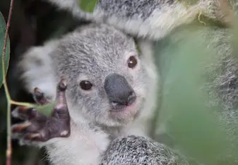 koala