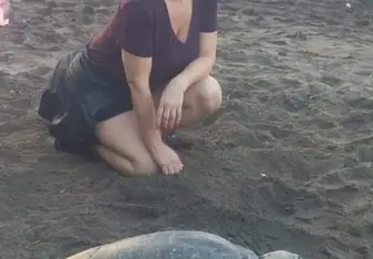 Rare daytime nesting turtle