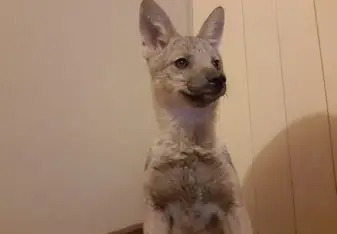 Jackle  pup