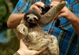 Sloth in Costa Rica