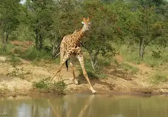 Giraffe 
