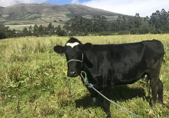 One of the cows we spent time with at Bee Farm Ecuador with a view of a mountain in the background.