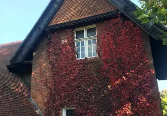 St. Stephen's Green house with vines