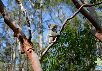 Koala