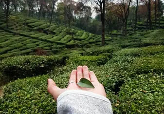 Our walk through the tea gardens in Palampur