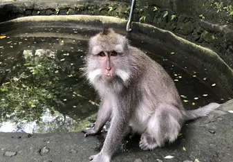 This was in Bali when we explored the Monkey Forest filled with lil' monkeys