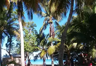 Sun lightly filters through the palm leaves where people play volleyball. 