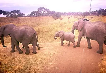 Safari