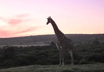 Giraffe in sunset
