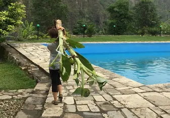 Some of the work at RBC includes taking out banana trees. So unique!