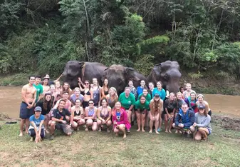 Thai Elephants
