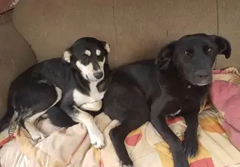 My two girls I adopted!