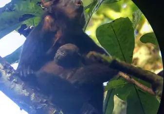 Howler monkeys