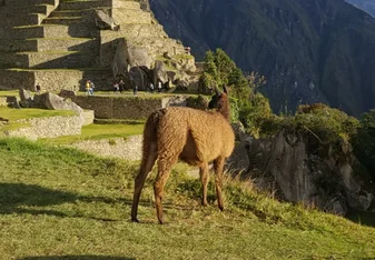 Llamas