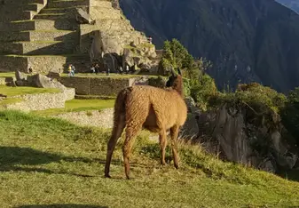 Llamas