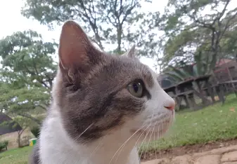 Gandalf, master cat