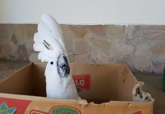 Casper, funniest cockatoo