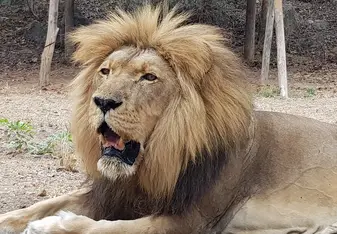Stop everything and admire Ben majestic lion