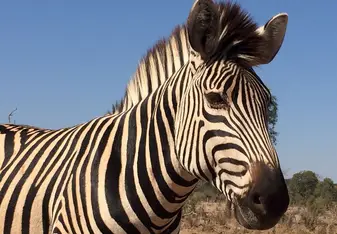 Zebras!!!