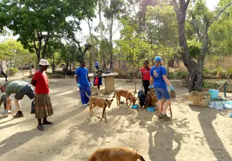 Weekly dog clinic - feeding local dogs and providing free vet care