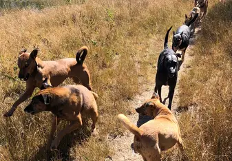 Daily dog walk