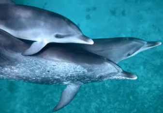 Bahamas: Dolphin Volunteer Research Program