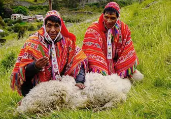 Showing us how to shear an alpaca during a traditional ceremony.