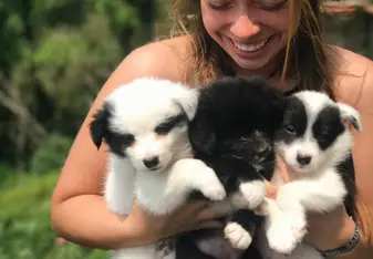 puppies