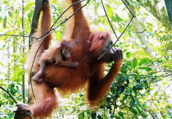 Orangutans in Sumatra 